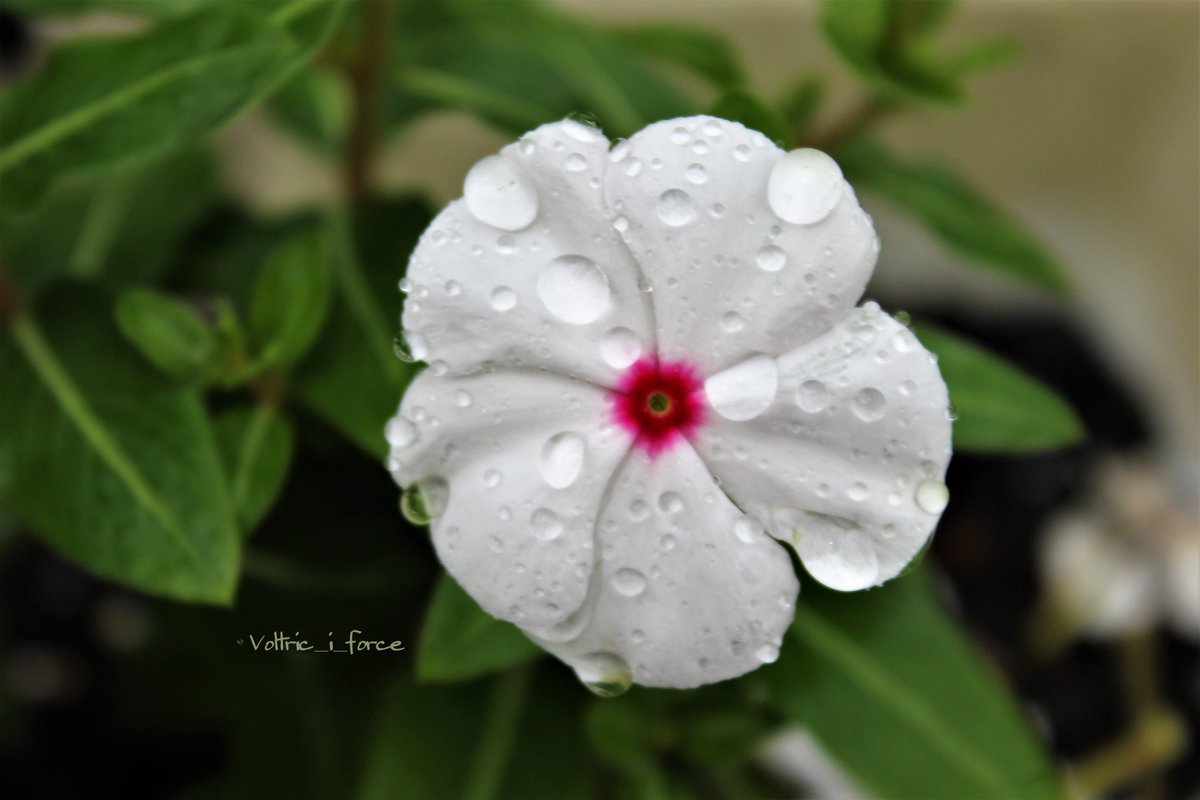 Vtifカスタマイズ 豪雨により亡くなられた方々に 謹んで哀悼の意を表します 被災された方々が 少しでも早く安心して暮らせますように 7月8日 誕生花の一つ 日日草 ニチニチソウ 花言葉の中から 追慕