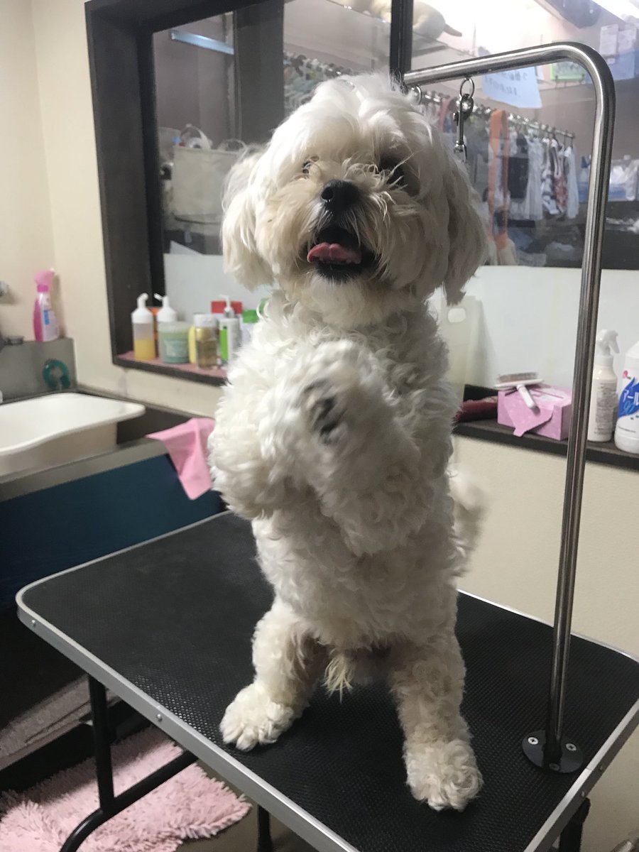 Pet Goods Shop Dwarf No Twitter 今日は初めましての子がトリミングに来てくれました ペキニーズとプードルのmixのチャーミーくん とっても人懐っこくてトリミングもお利口にがんばってくれました サマーカットで体は5ミリです Dwarf 長野 権堂