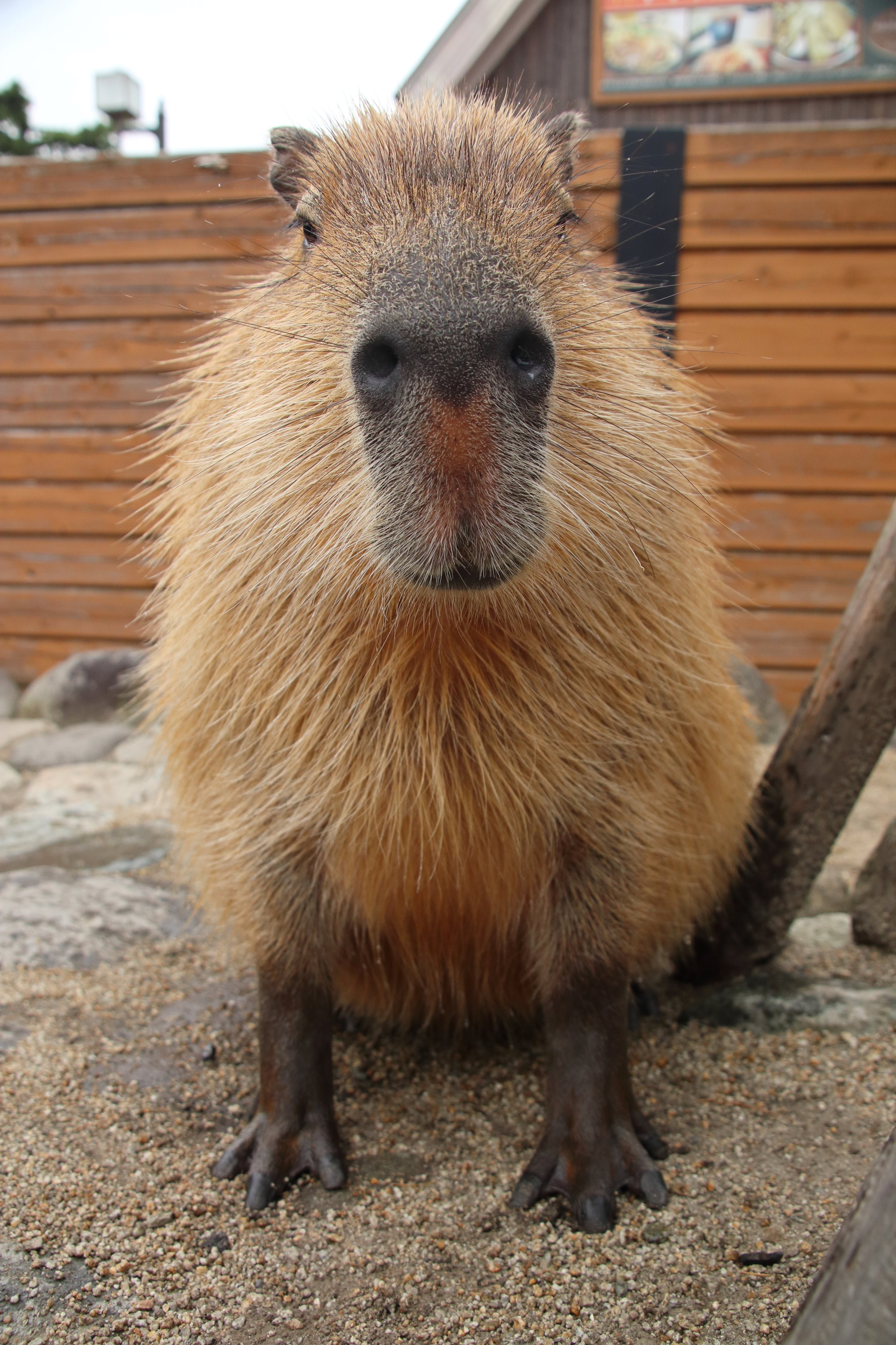 ベンガルタイガー Anima カピバラ大好きなんだよね 那須どうぶつ王国は温泉入ってるカピバラ見れるよ 触れるし 水辺 に住んでる動物って毛がゴワゴワたわしみたいな感じするよ T Co 7ss6b5ytus Twitter