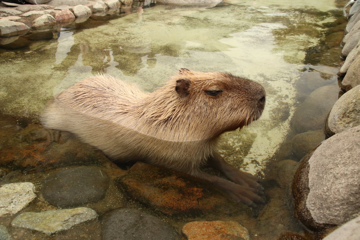ベンガルトラ Anima على تويتر カピバラ大好きなんだよね 那須どうぶつ王国は温泉入ってるカピバラ見れるよ 触れるし 水辺に住んでる動物って毛がゴワゴワたわしみたいな感じするよ