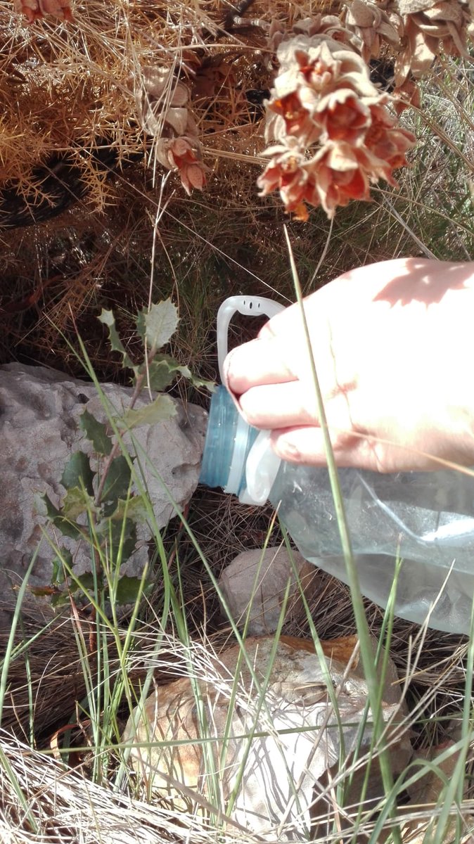 Esta mañana, voluntarios forestales de Pego Viu, hemos subido a regar las encinas que plantamos en invierno para repoblar la zona arrasada en el #if de hace tres años. Una a una. Con amor. Y a la vuelta conocemos el #IFXàbia STOP AL FUEGO