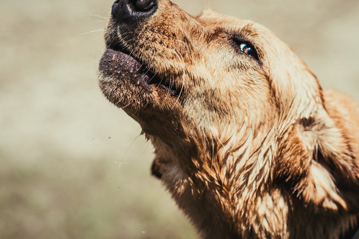 StuartPetSupply's tweet photo. If The Kindest Souls Were Rewarded With The Longest Lives,
Dogs Would Outlive Us All- Anonymous #Charlie #PetFeature #SundayVibes #Soulful #Dogs #Kind #StuartPetSupply #SweetCharlie
https://t.co/ZhnaxnqED5 https://t.co/BvBKLy798V