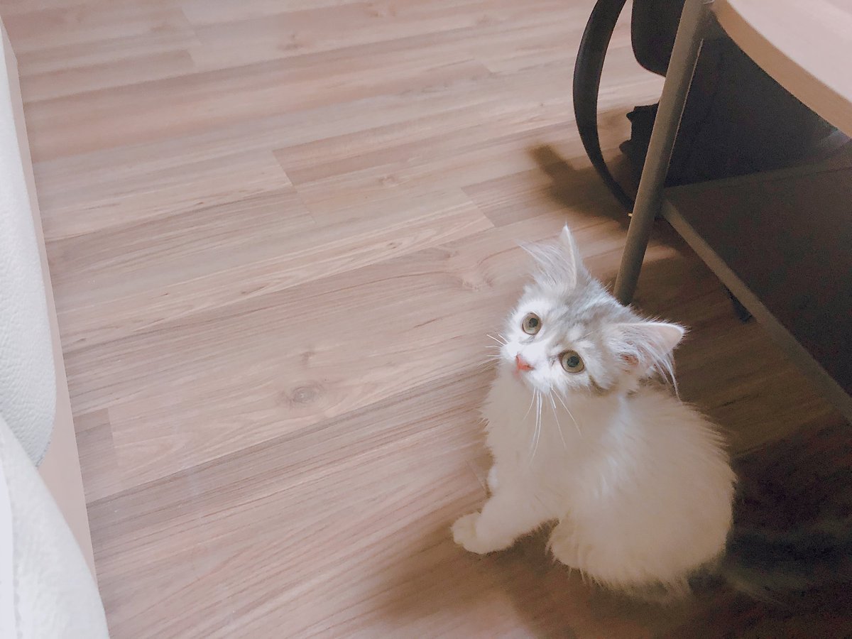 LONGGUOofficial's tweet photo. [#카구] 간식달라냥😻 https://t.co/IKrhromVz6