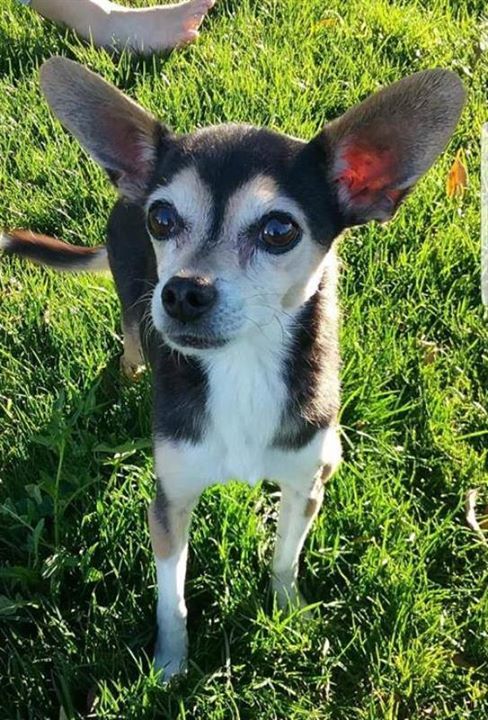Lost Dogs Arizona On Twitter Lost Dog Chico 06 30 2018