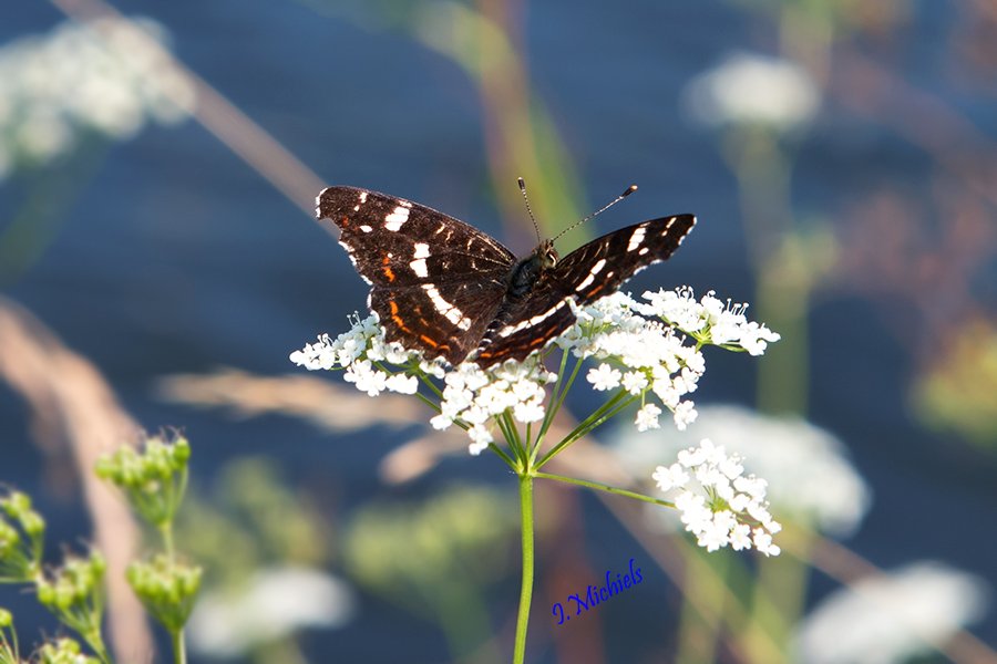 ArtNetHouse's tweet photo. Hot morning in Belgium. Small beauty near Grand Large of Mons #Mons #Belgium #Grand #Large #water #butterfly #nature #weather https://t.co/bntea5dSAx