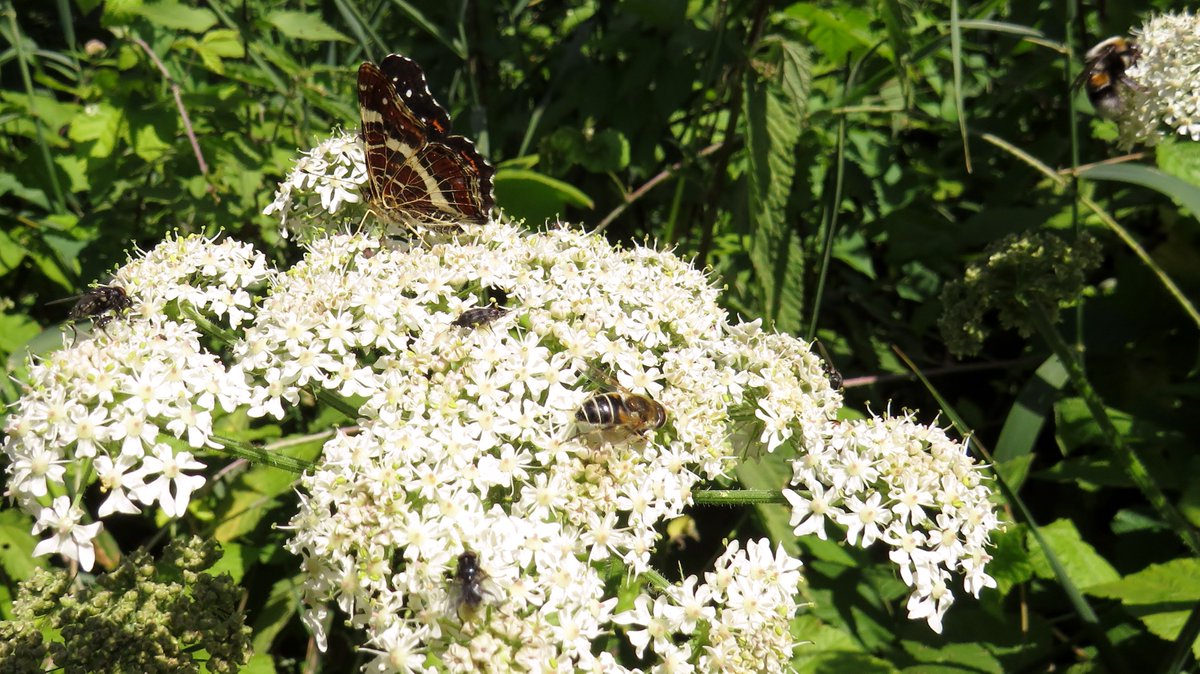 inja5248's tweet photo. Welkom in het #prachtige #natuurgebied #Landgoed_Hoosden #Sint_Odiliënberg met een #weldaad aan #flora en #fauna
#landkaartjes
@OntdekRoerdalen
@waarneming
@vlinderNL
@staatsbosbeheer https://t.co/zyHHCKXJhX