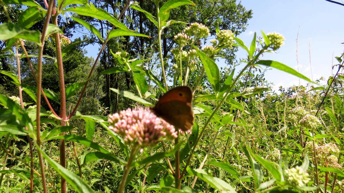 inja5248's tweet photo. Welkom in het #prachtige #natuurgebied #Landgoed_Hoosden #Sint_Odiliënberg met een #weldaad aan #flora en #fauna
#bruin_zandoogje
@OntdekRoerdalen
@waarneming
@vlinderNL
@staatsbosbeheer https://t.co/wnYMnFMfQE