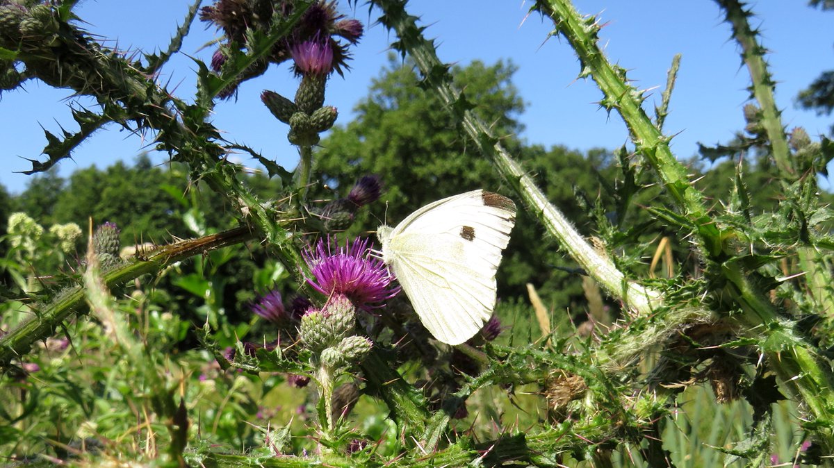 inja5248's tweet photo. Welkom in het #prachtige #natuurgebied #Landgoed_Hoosden #Sint_Odiliënberg met een #weldaad aan #flora en #fauna
#witjes
@OntdekRoerdalen
@waarneming
@vlinderNL
@staatsbosbeheer https://t.co/rCLc6ybiz9