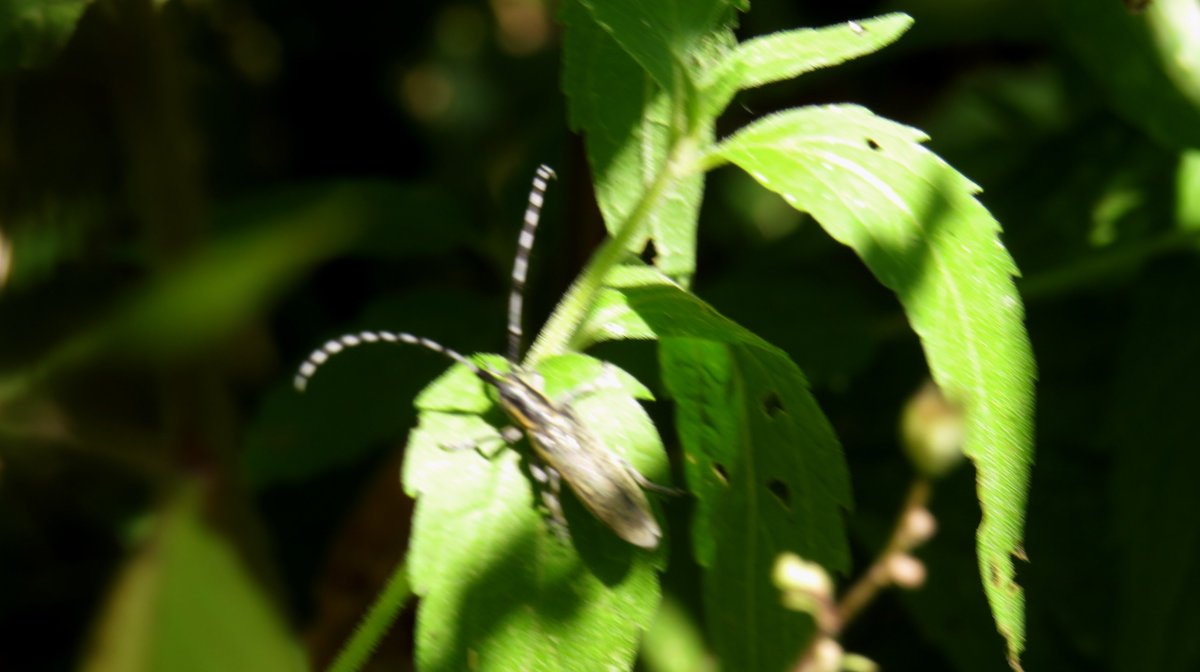 inja5248's tweet photo. Welkom in het #prachtige #natuurgebied #Landgoed_Hoosden #Sint_Odiliënberg met een #weldaad aan #flora en #fauna
#vlinderpad zo noem ik het 🦋pad 😊
#atalanta
#dagpauwoog
#insect ?????? #weetikniet 🧐🤔
@OntdekRoerdalen
@waarneming
@vlinderNL
@staatsbosbeheer https://t.co/YbTFUO9hWO