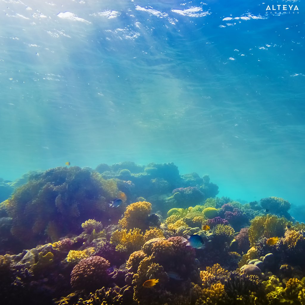 AlteyaOrganics's tweet photo. Hawaii recently passed a bill that prohibits the sale of sunscreen that is harmful to coral reefs. More specifically they banned the chemicals oxybenzone and octinoxate because scientists have found that they contribute to coral bleaching when washed off in the ocean. https://t.co/C3TOtVmIdp