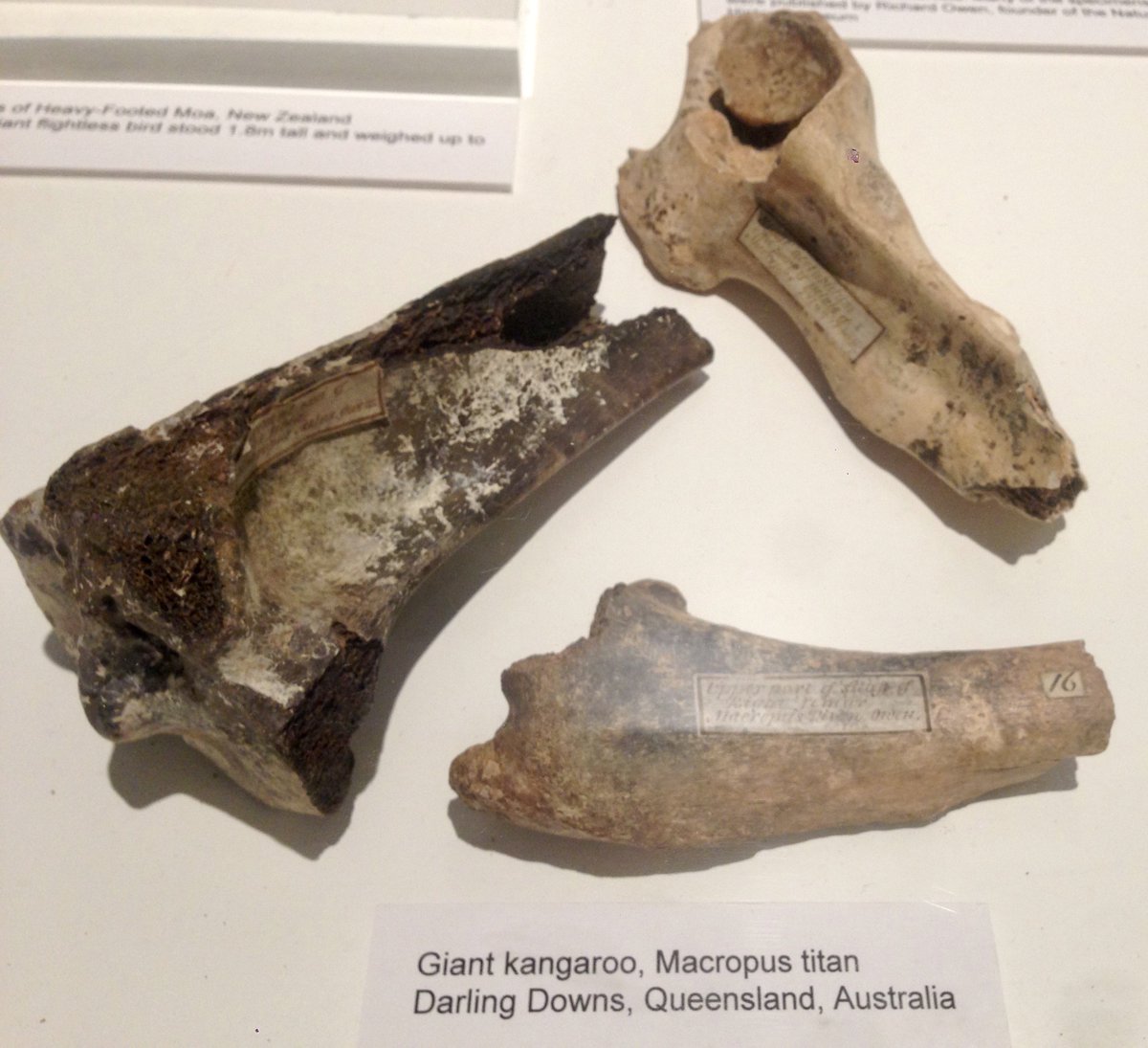 howarthsg's tweet image. How antipodean beasts got to #Worcester was revealed @RSBWestMids event yesterday #EthicalIssues #HistoricalContext