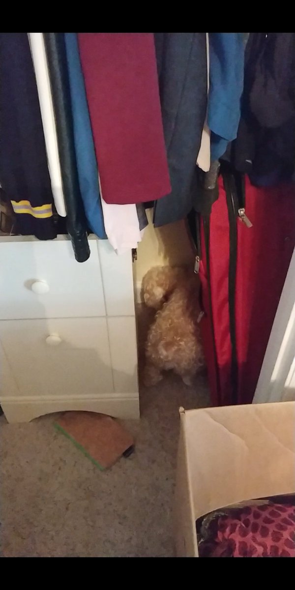 Bootheblind's tweet photo. How to get out of dead ends #MyPetsGoogleSearch #blinddogproblems https://t.co/epVauC9zjg