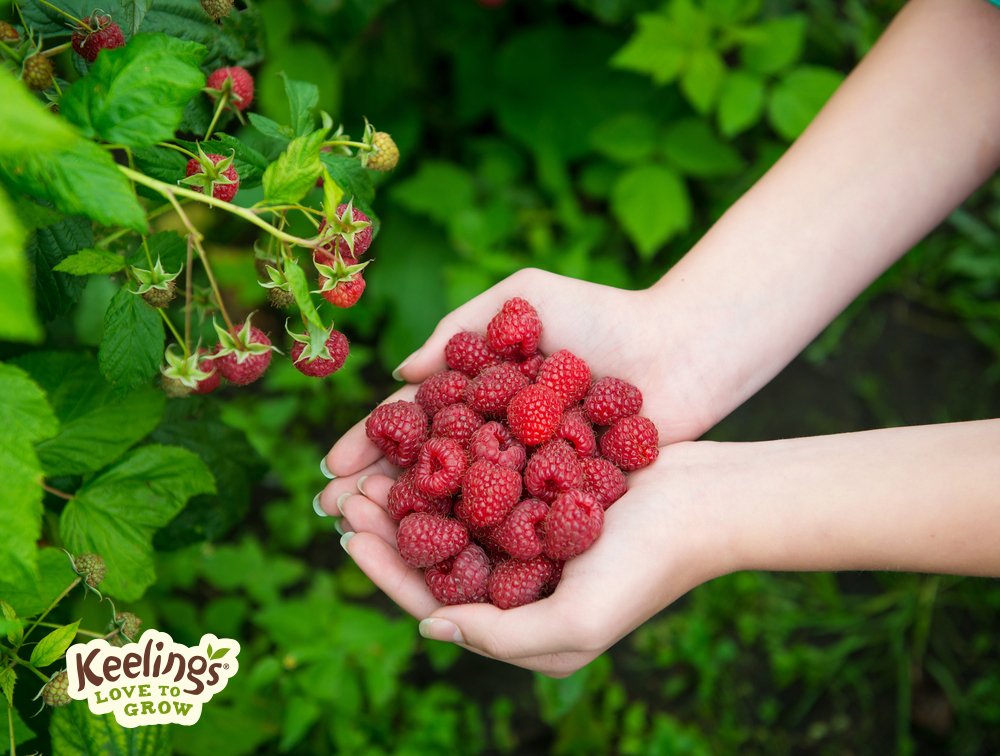 что взять в ягоды