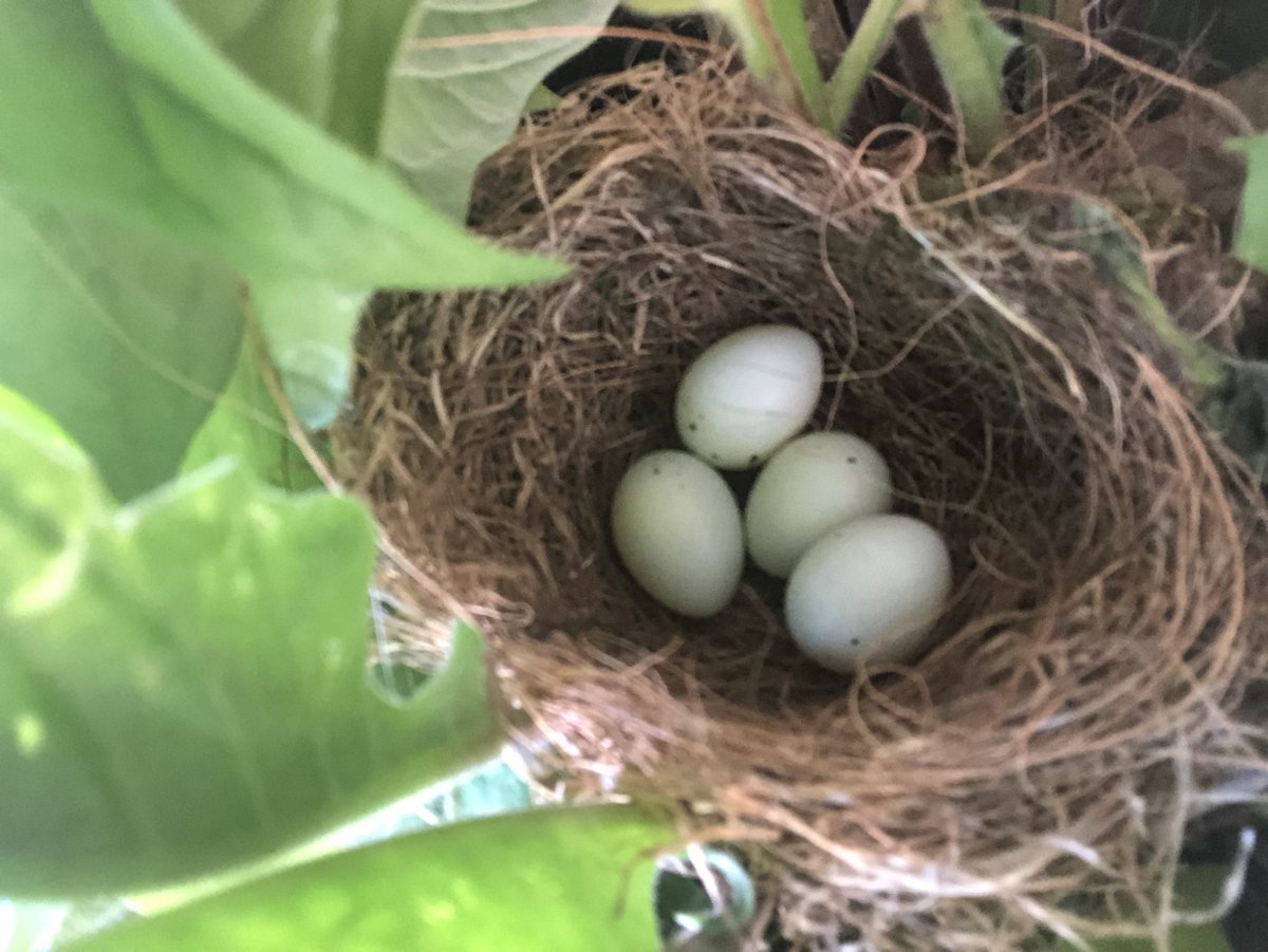 BrenDee85's tweet photo. #NestUpdate
Holding at four, Momma incubating the eggsπ£ https://t.co/HkK53j6PHk