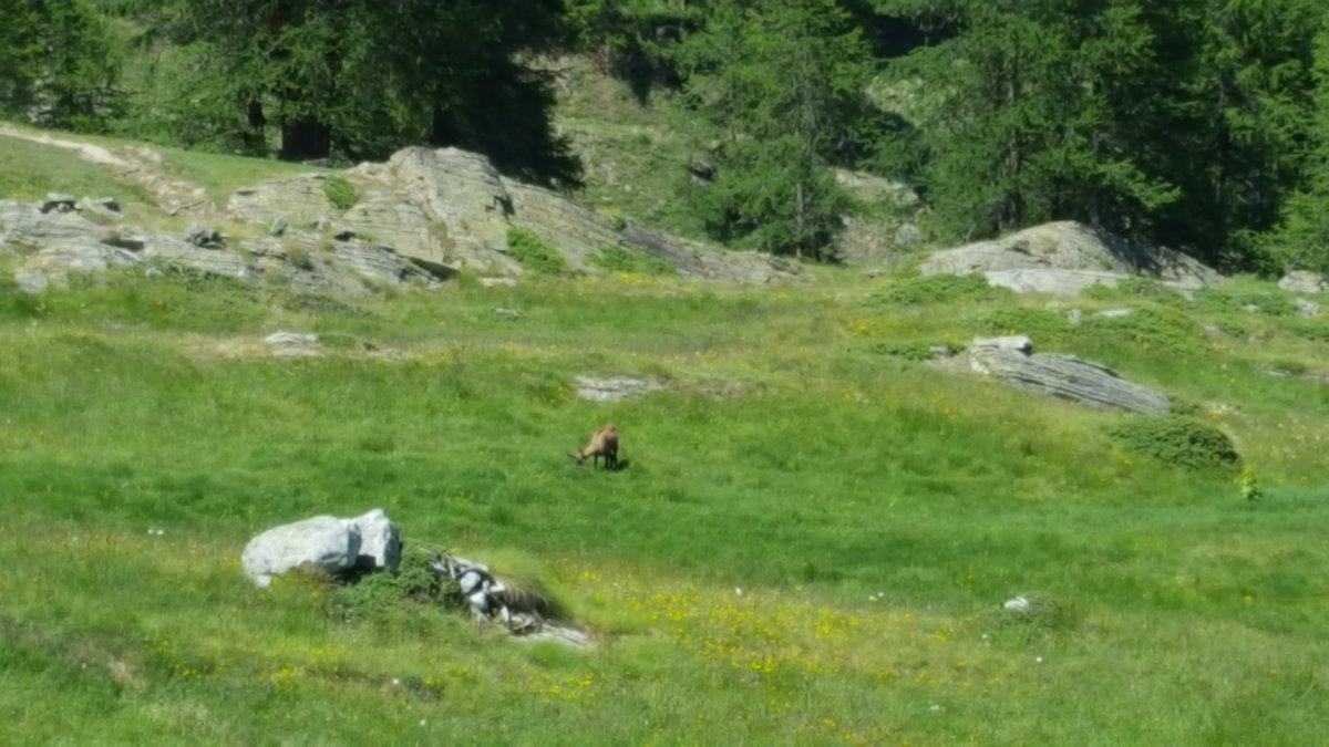 Qualche scatto dal sentiero per il Rifugio Sella: tra panorami meravigliosi, fiori (tantissimi!!) e... Camosci! C'erano anche le marmotte ma quelle non siamo riusciti a fotografarle! #VivailParco2018 #Cogne