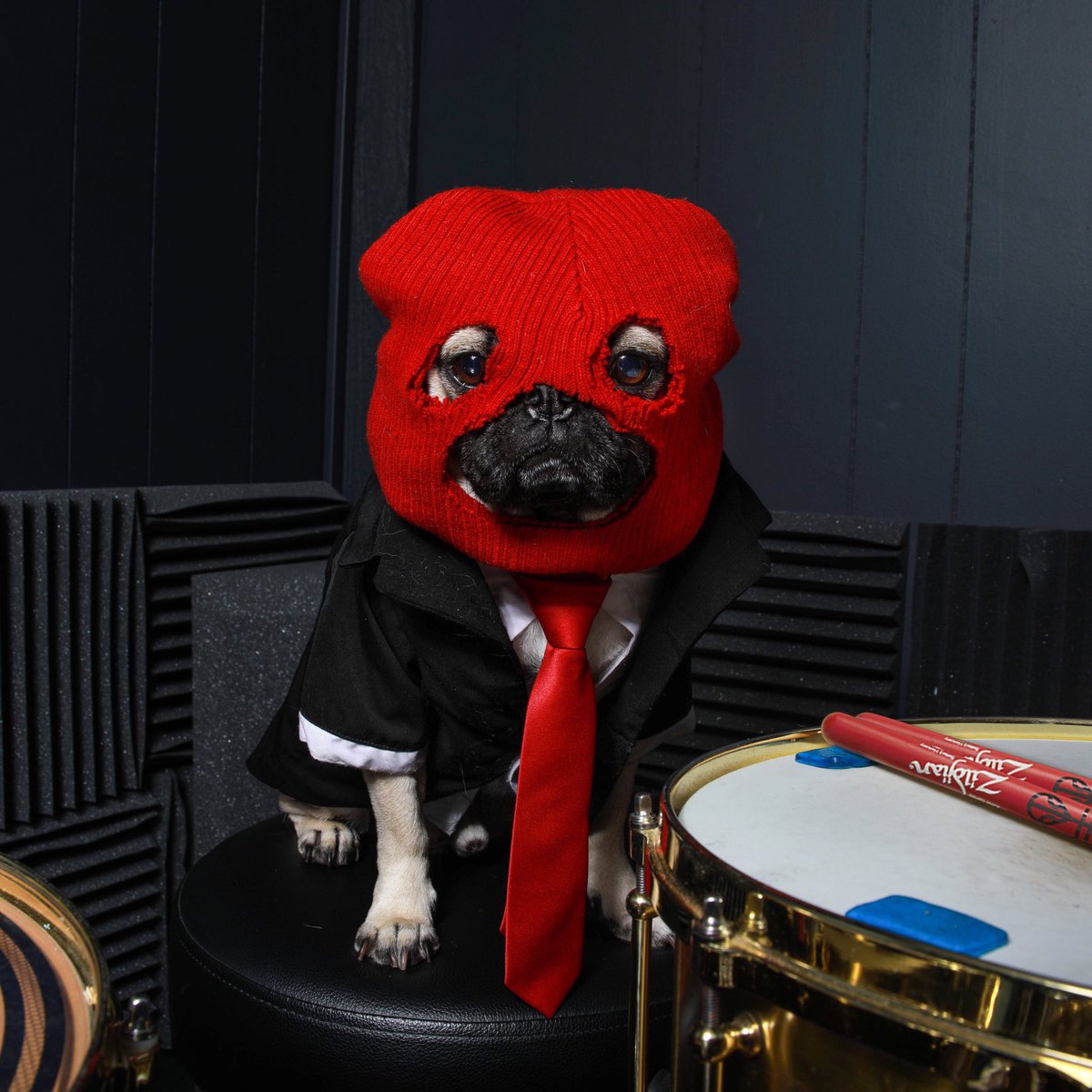 itsdougthepug's tweet photo. Me when I heard that @twentyonepilots might be coming back https://t.co/4oBQIoXsQP