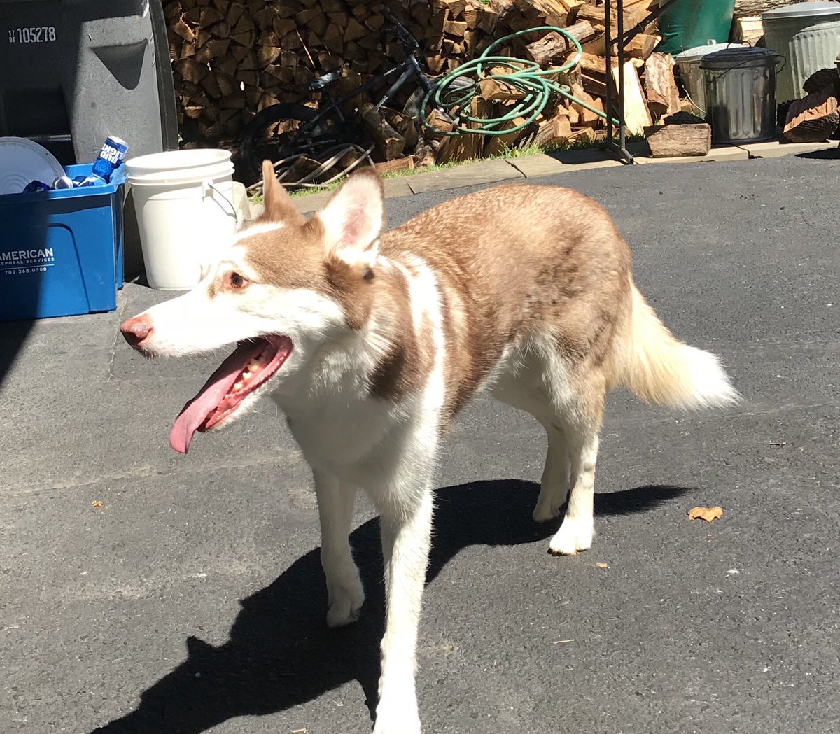 LeslieSavvy's tweet image. F.o.u.n.d    D.o.g.
Attention Fairfax County - Fairfax, VA
Arlington Blvd &amp;amp; Chichester Lane
I have your Dog
Male Husky Puppy 
PM me 

Do u know who this dog belongs to? 
#FoundDog  #FairfaxCounty #FairfaxVA  #MaleHusky  #MissingDog
