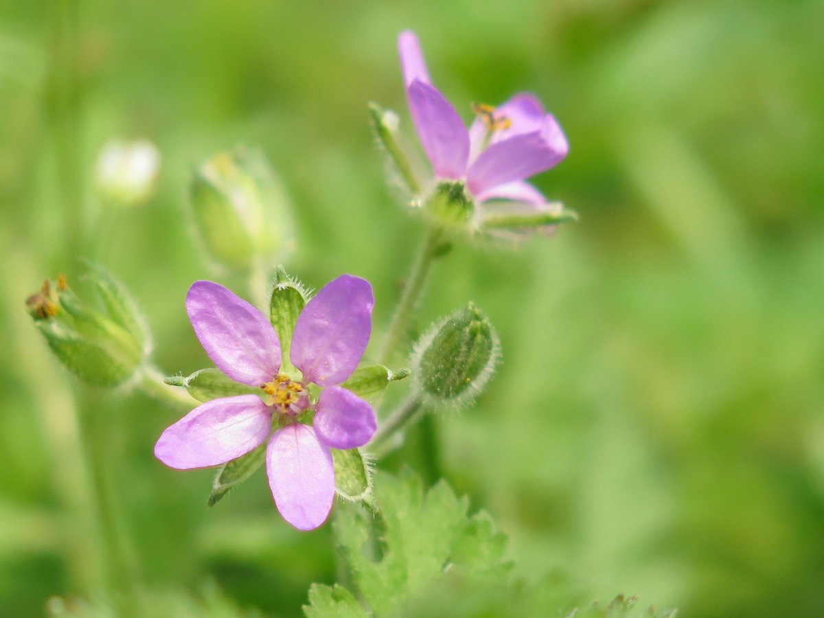 GranthamEcology's tweet photo. A selection of arable ‘weeds’ from the fields on St Mary’s, #Scilly - the farming system hasn’t resulted in the exclusion of these ephemeral specialists &amp; it’s a joy to see them brightening the fields - fumitory, scarlet pimpernel, black nightshade and storks bill #wildflowerhour https://t.co/6KNu9IfxNl