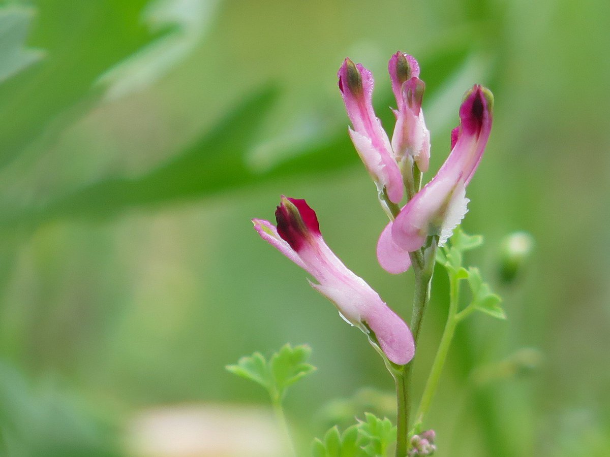 GranthamEcology's tweet photo. A selection of arable ‘weeds’ from the fields on St Mary’s, #Scilly - the farming system hasn’t resulted in the exclusion of these ephemeral specialists &amp; it’s a joy to see them brightening the fields - fumitory, scarlet pimpernel, black nightshade and storks bill #wildflowerhour https://t.co/6KNu9IfxNl
