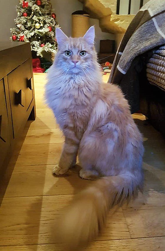 CatsMissing's tweet photo. HAVE YOU SEEN ME❓#PleaseHelpFindPepper #Cat Vanished 29/1/18 #Holmbridge #WestYorkshire Ginger+bits of strawberry blonde Fluffy Neutered Microchipped #ScanMe #MissingCatsUK #FindPepperAndBringHimHome FB▶https://t.co/kipRPVq0PZ @DoglostUK▶https://t.co/qSDFYgNT95 #LetsFindPepper https://t.co/O1ZgV2F1VX