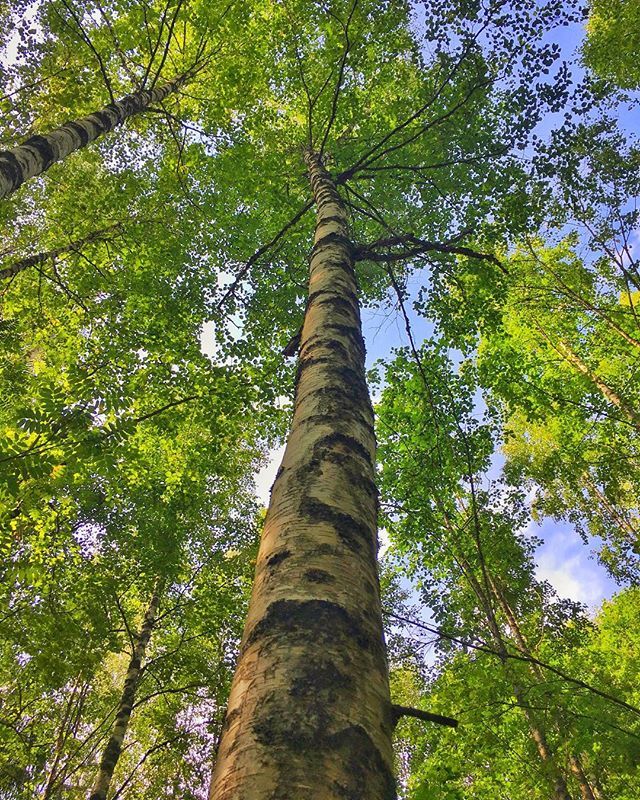misterjoemock's tweet photo. Summer in Finland .
.
.
.
.
.
.
.
.
.
#thebestoffinland #suomi #finland_photolovers #beautyofsuomi #ourfinland #luxuryfinland #finland_frames #ig_finland #finnisnature #summernature #nuuksio  #livethelittlethings #thatauthenticfeeling #doyoutravel #seemy… https://t.co/4y5w3RV7jD https://t.co/qexhOrePsD
