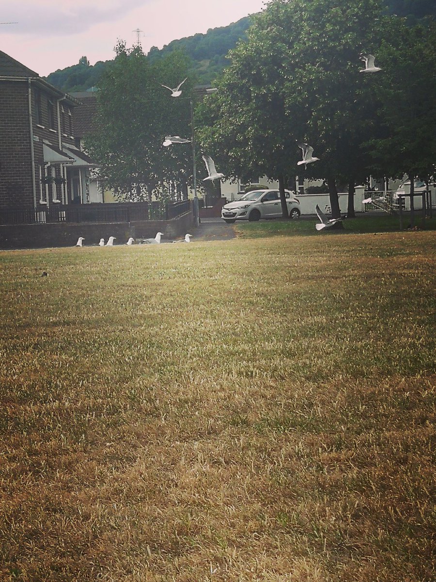 Watching the birds on Glassmullin Green @RSPBNI. #lazySundays #saveourgreen #GreenSpacesforAll