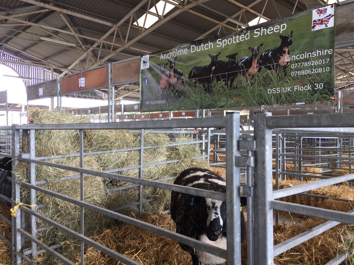 coulsonhereford's tweet photo. We’re showing some of our #DutchSpottedSheep @greatyorkshow this week so come and see us! #newbreed #terminalsireofthefuture https://t.co/le7npXwuHX