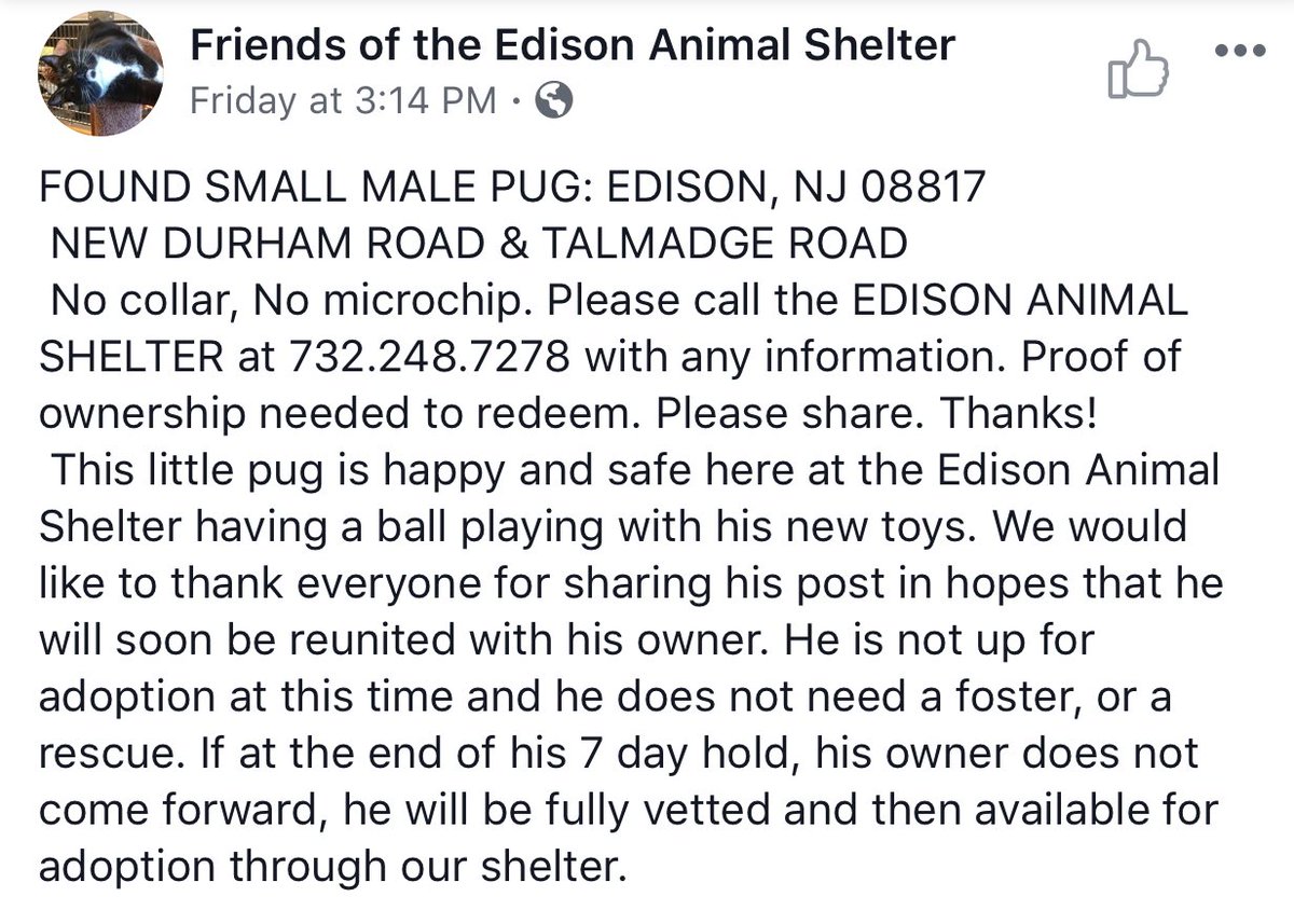 Please RT: Is anybody in NJ missing a young pug?