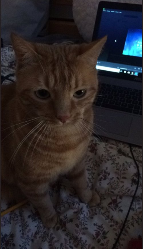 foundForme's tweet image. Chat perdu dans le vieux Lille, Rue Sainte Catherine. Il répond au nom de "doudou" ni pucé, bi tatoué et n'a pas de collier. 
Contacter @lucieglbt si infos #RT