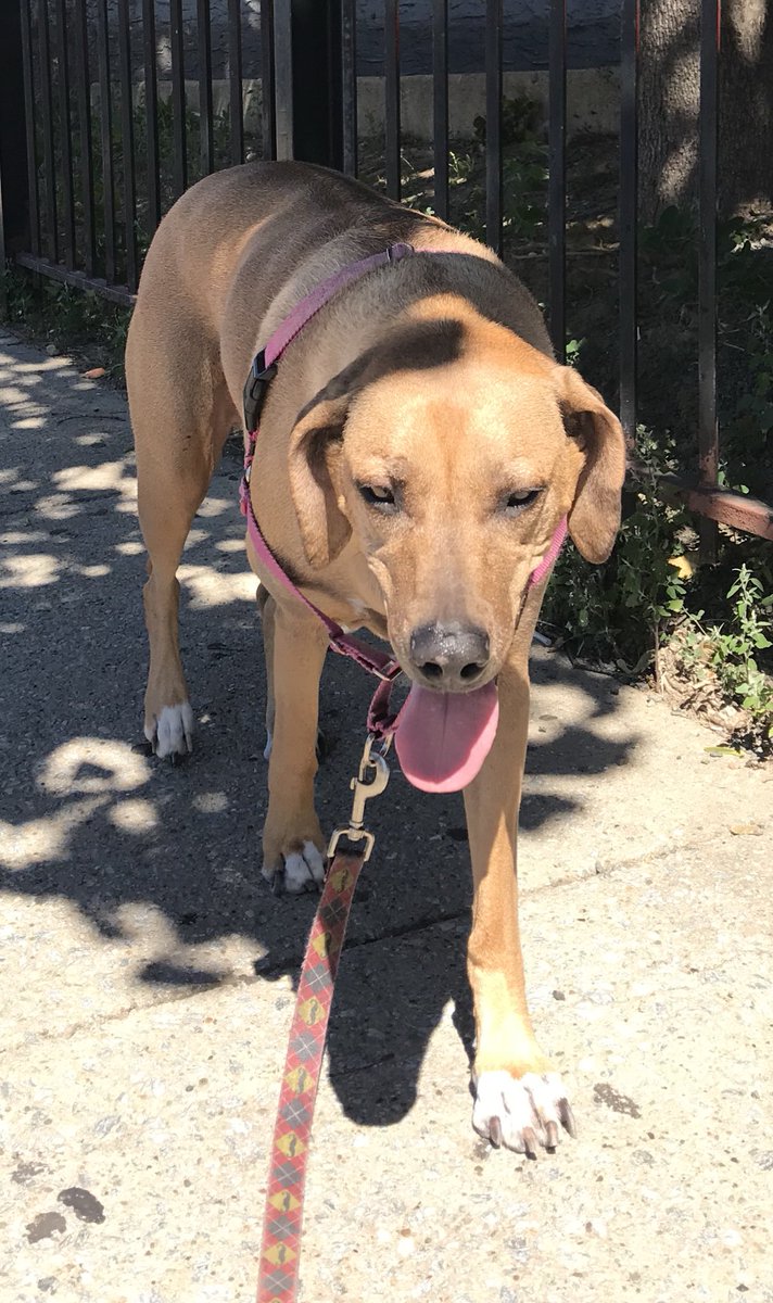 EllieDogPhilly's tweet photo. My mom thought it would be fun to take a picture of me after we walked all over the city and I was real tired. Thanks a lot mom! #dog #DogLife #dogsoftwitter https://t.co/abtgKWPplL