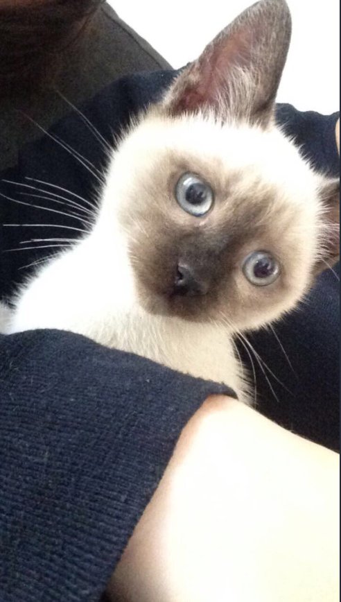 foundForme's tweet image. Chat perdu 
Où : 5eme Arrondissement de Marseille 
Contacter @emlrys si infos