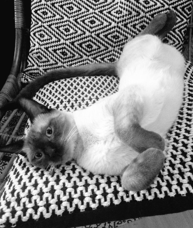 foundForme's tweet image. Chat perdu 
Où : 5eme Arrondissement de Marseille 
Contacter @emlrys si infos