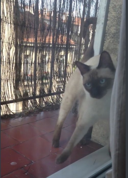 foundForme's tweet image. Chat perdu 
Où : 5eme Arrondissement de Marseille 
Contacter @emlrys si infos