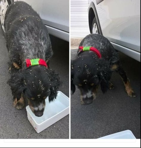 foundForme's tweet image. Chien perdu ce matin 
Où : Clary 
Si infos contacter @Luce00633002 !