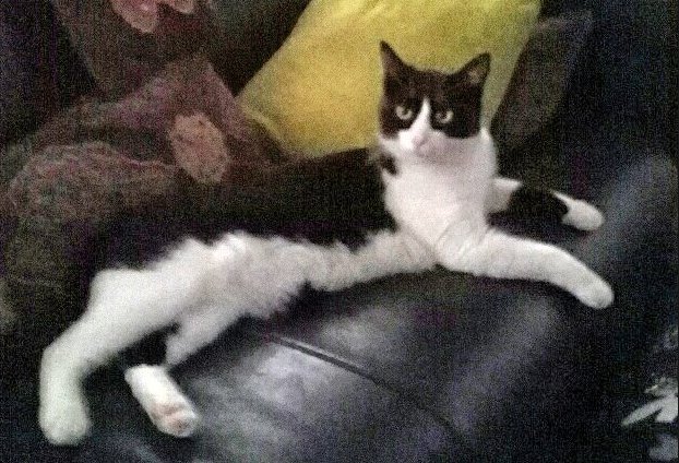 foundForme's tweet image. Chat perdu 
Où : Annecy Gare 
Quand : 3 Juillet 14h30
Chat mâle répondant au nom "Fifi", ni pucé ni tatoué mais castré. 
Contacter @xtine_martinez si infos !