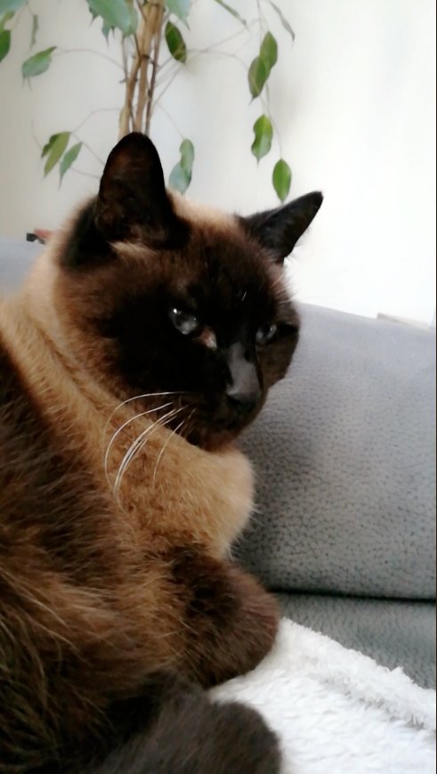 foundForme's tweet image. Chat perdu 
Où : Avion (62)
Porte un collier gris a paillettes 
Contacter @meline_hre si infos !