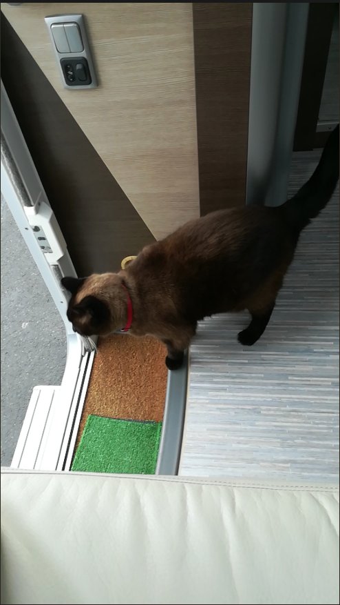 foundForme's tweet image. Chat perdu 
Où : Avion (62)
Porte un collier gris a paillettes 
Contacter @meline_hre si infos !