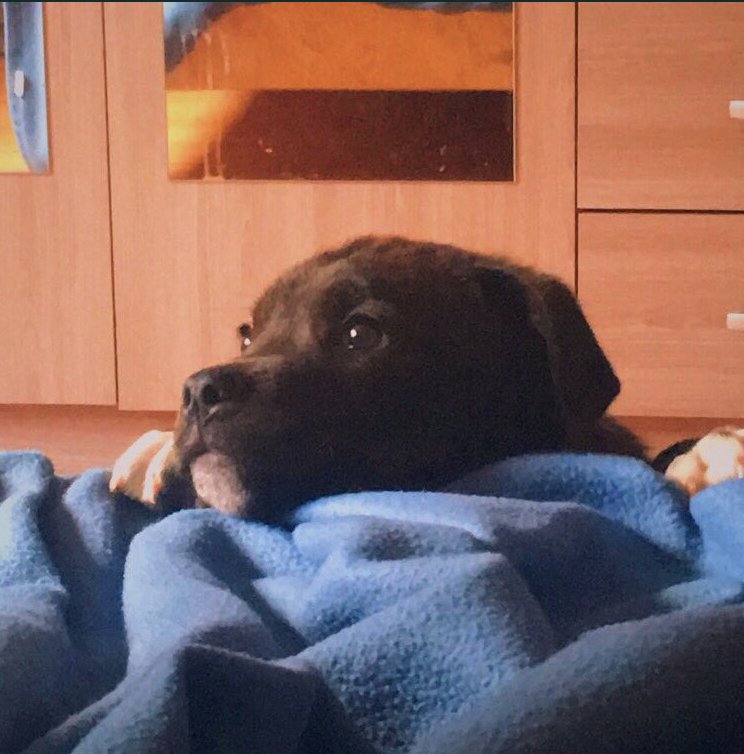 foundForme's tweet image. Chien perdu 
Où : Castelsarrasin (82)
Koda, chio staff bringée avec "chaussettes" aux pattes avants. Pucé non tatoué.
Contacter @MeganeCrmp si infos !