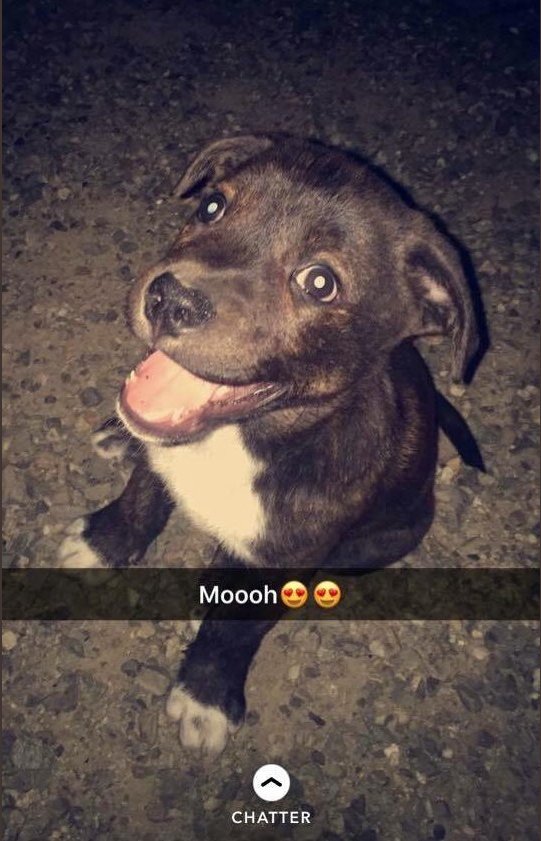 foundForme's tweet image. Chien perdu 
Où : Castelsarrasin (82)
Koda, chio staff bringée avec "chaussettes" aux pattes avants. Pucé non tatoué.
Contacter @MeganeCrmp si infos !