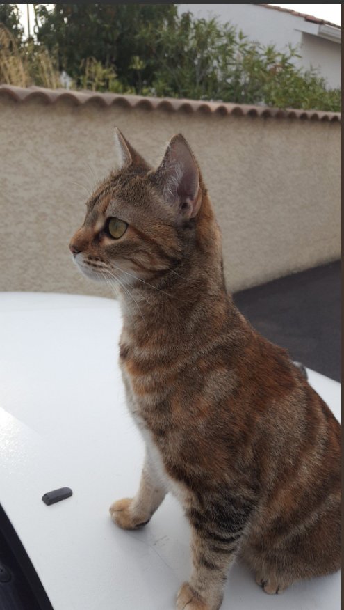 foundForme's tweet image. Chat perdu
Où : Maureilhan (34)
Kimie (qui connait son nom), peur des inconnues. Ventre tout blanc avec taches noires. Yeux verts, stérilisée non tatouée ni pucée. Sans collier  
Contactr @ElenaaKuz si infos !