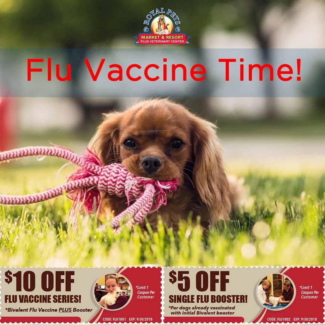 Royal Pets Market (Royalpetstweets) Twitter