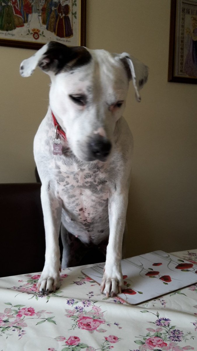 Penny_theDog1's tweet photo. When human doesn't serve dins quick enough #forlorn #SadEyes #pityme #TLCrequired #hungry #NeedSnuggles #foodies #dogsoftwitter #dogslife #dogs #cuteanimals @The_Blue_Cross @DogsTrust @lilyskitchen #CannotComprehend #staffie https://t.co/frYOw9JUVe