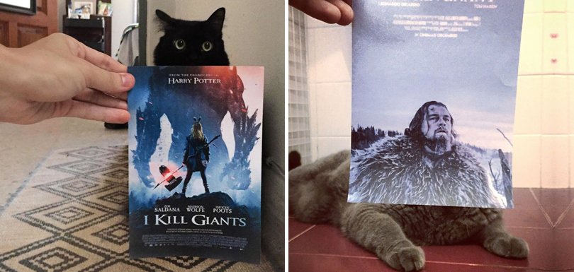 creapills's tweet photo. Ce créatif s’amuse à incruster des chats dans des affiches de films célèbres - https://t.co/HBcVZT1Oho https://t.co/FGsMCumD7E