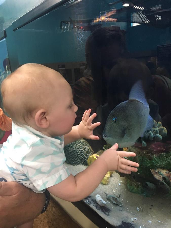 Had a great time taking our grandson to Ocean Adventures in Gulfport. He loved all the marine life and touch tanks. #oceanadventures