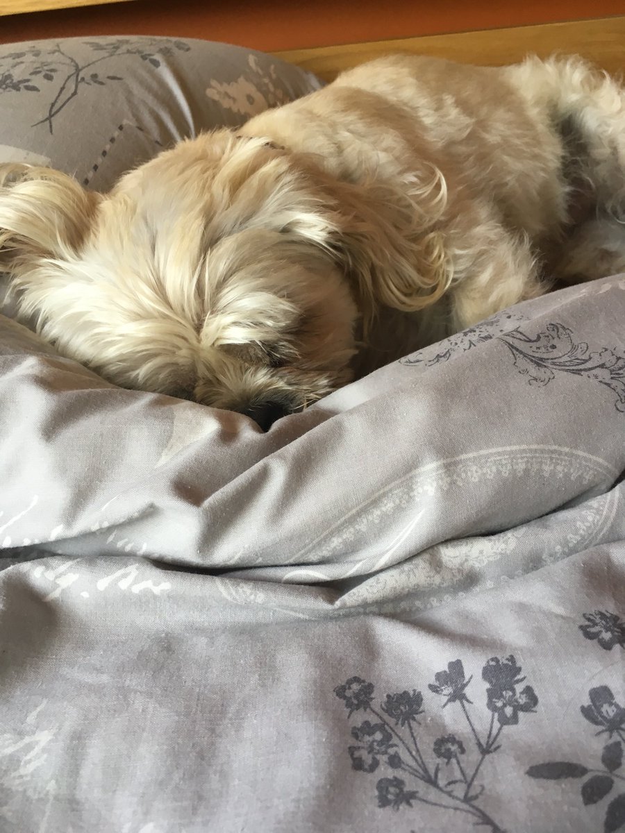 lisa kennelly tweet media