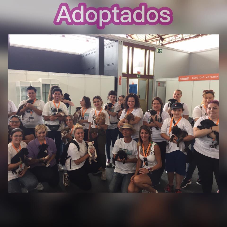 Abandono_Cero's tweet image. Preciosa estampa de los voluntarios del Albergue Insular de #Animales de #GranCanaria en la Feria #Animundo en @infecar.es 

A ellos, a asociaciones y protectoras y a todo el que contribuyó de una forma u otra a que alrededor de 40 perros se adoptaran...a todos GRACIAS ❤️