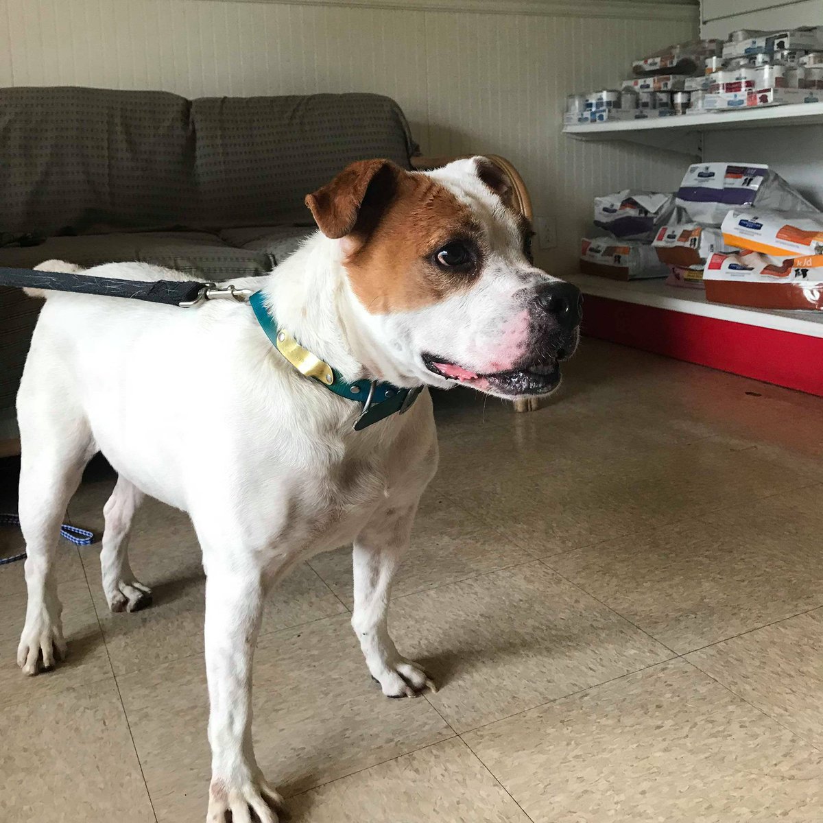 Lost #dog! Please help!📣 #PanamaCityFlorida found on #beach. Tag on collar says 'Badger' no chip. #florida #lostdog #PanamaCity #Bulldog #doglovers #dogs #dogsoftwitter