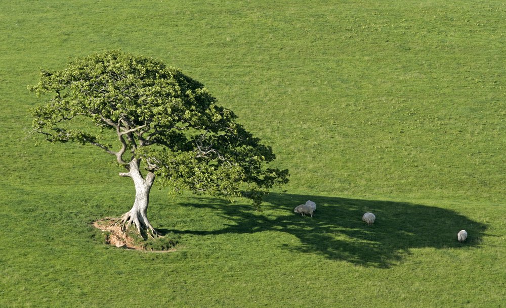 JeremyDBarrell's tweet photo. I love this image.  If sheep can work it out, why can't planners and politicians???  Its not hard to get is it, so why don't they? https://t.co/i0HZtQQkgQ