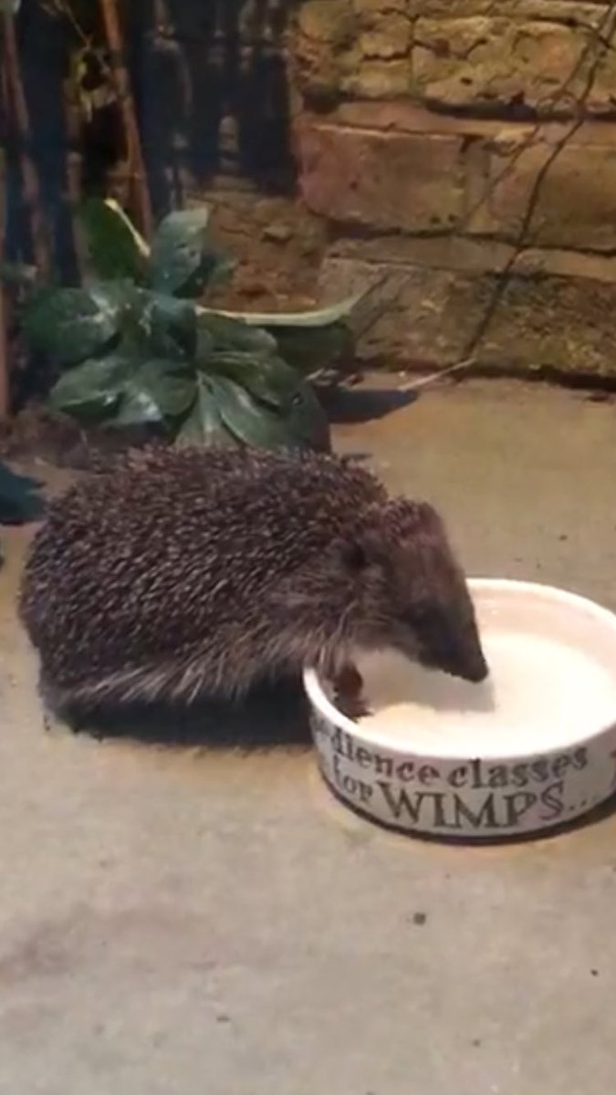 URGENT appeal leave plenty of water for our hedgehogs ,in this heat they are dying at an alarming rate , WATER PLEASE <a href="/BarnesHedgehogs/">Barnes Hedgehogs</a> #nature #wildlife #london #uk #water