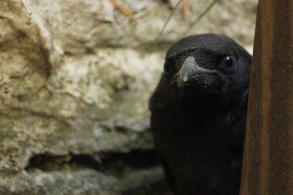 Fucking_Crows's tweet photo. Sorry I've been gone. Been going through some shit. But I'm back now! https://t.co/IOQY3KBlA3